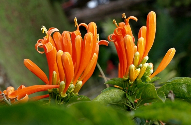 Orange flower, Kaliurang Resort, Jogja